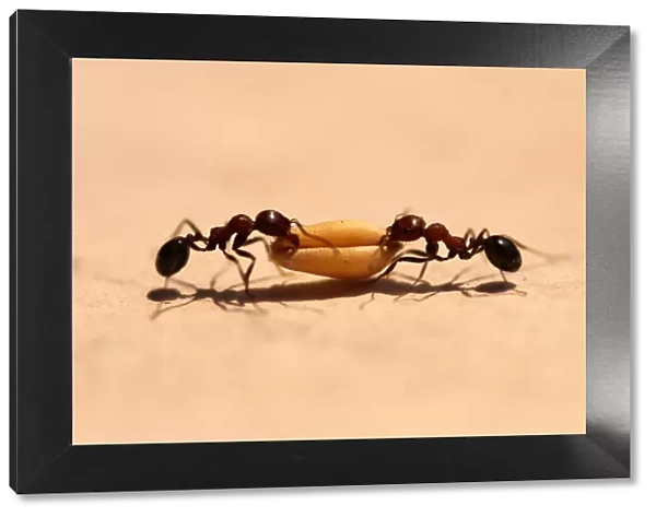 Ants working togeather