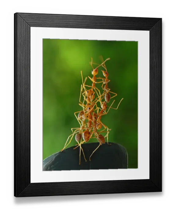 Framed Print : Dreamteam. Close up of large group of ants Framed Print : Dreamteam. Close up of large group of ants