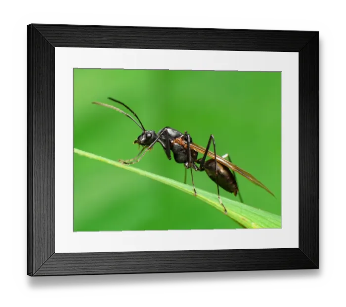 Framed Print : Winged ant Framed Print : Winged ant