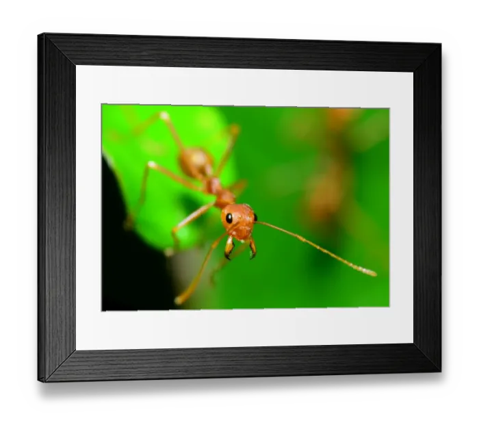 Framed Print : alone, asian, background, beautiful, bug, close, closeup, color, colourful, detail Framed Print : alone, asian, background, beautiful, bug, close, closeup, color, colourful, detail