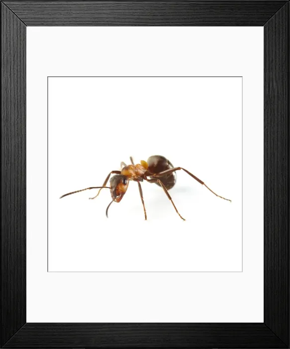 Framed Print : Wood ant (Formica sp.) Framed Print : Wood ant (Formica sp.)