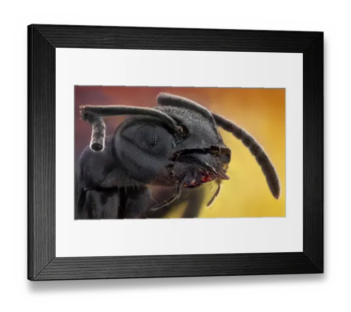 Framed Print : THE BLACK WARRIOR -Lasius fuliginosus Framed Print : THE BLACK WARRIOR -Lasius fuliginosus
