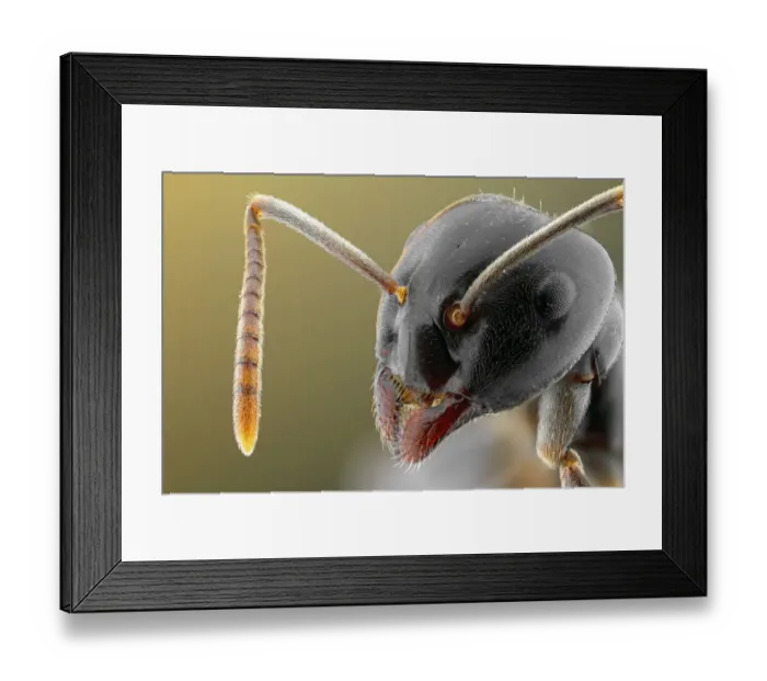 Framed Print : Close up of ant