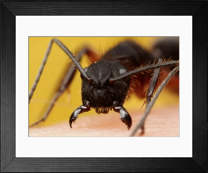 Framed Print : Ant attack Framed Print : Ant attack