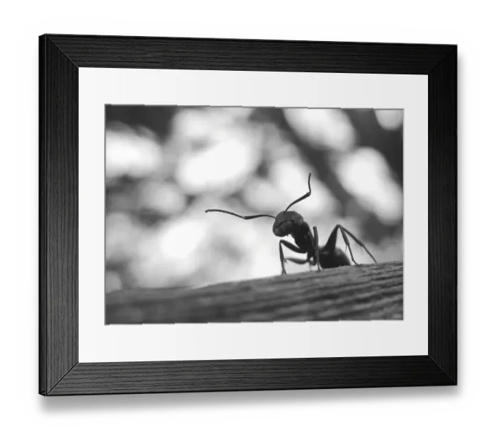 Framed Print : Ant on a Fence Framed Print : Ant on a Fence