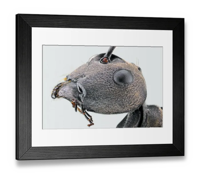 Framed Print : Formica subsericea