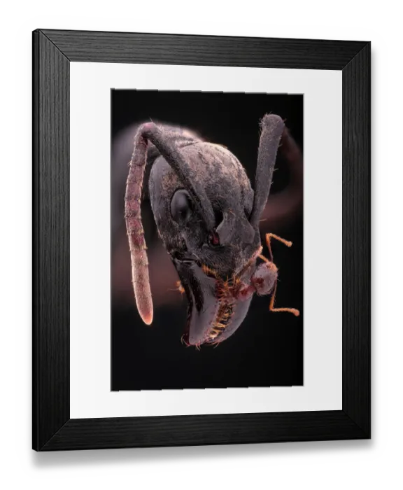 Framed Print : Caught. Extreme macro from a large soldier ant with a much smaller species Framed Print : Caught. Extreme macro from a large soldier ant with a much smaller species