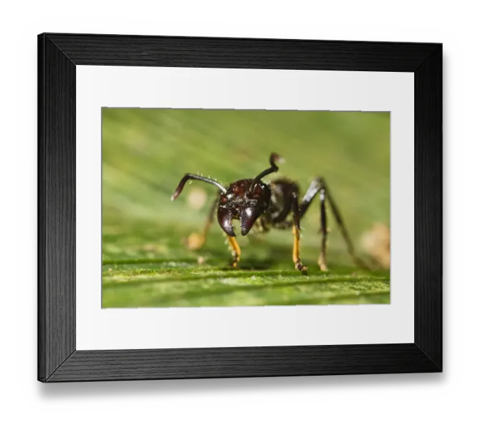 Framed Print : 1, america, american, animal, animals, ant, ants, area, areas, arthropod, arthropoda