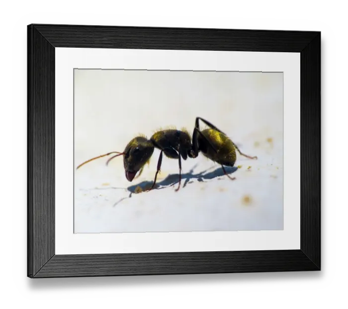 Framed Print : Ant Macro. macro photography Ant eating crumbs Framed Print : Ant Macro. macro photography Ant eating crumbs