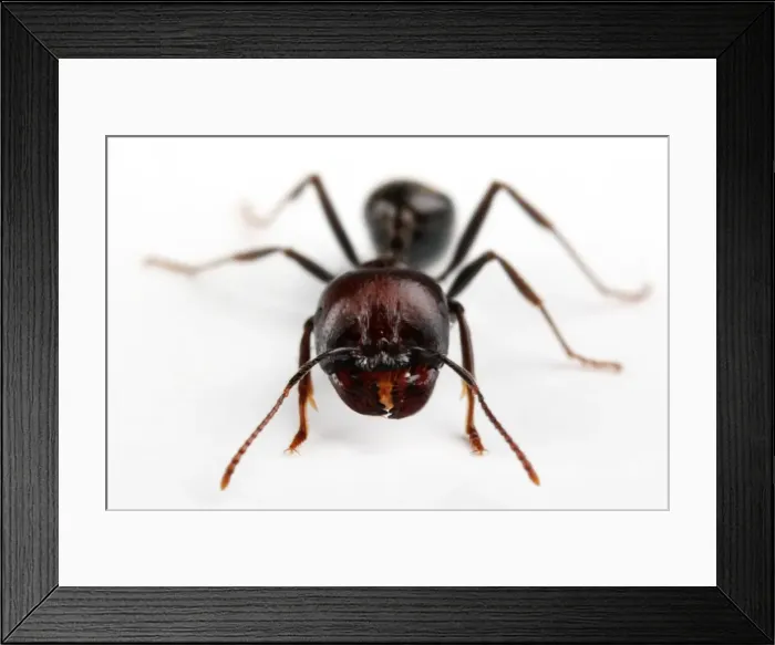 Framed Print : Ant macro in white background Framed Print : Ant macro in white background