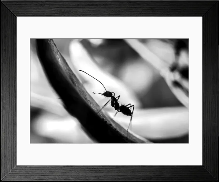 Framed Print : The Ascending Ant Framed Print : The Ascending Ant