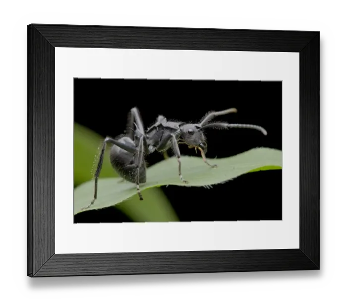 Framed Print : Macro image of a spiny ant, Polyrhachis sp. on a blade of grass Framed Print : Macro image of a spiny ant, Polyrhachis sp. on a blade of grass