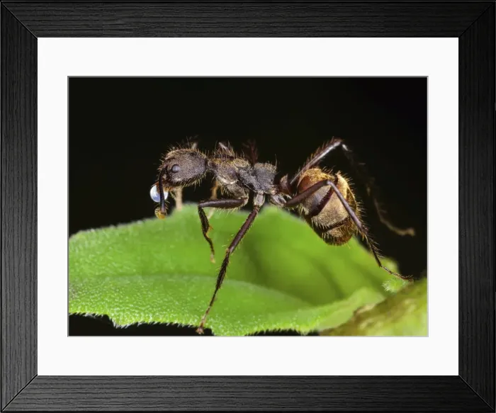 Framed Print : Dolichoderus sp Framed Print : Dolichoderus sp
