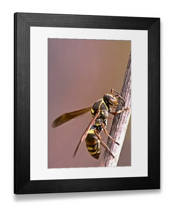 Framed Print : Wasp feeding over the stem
