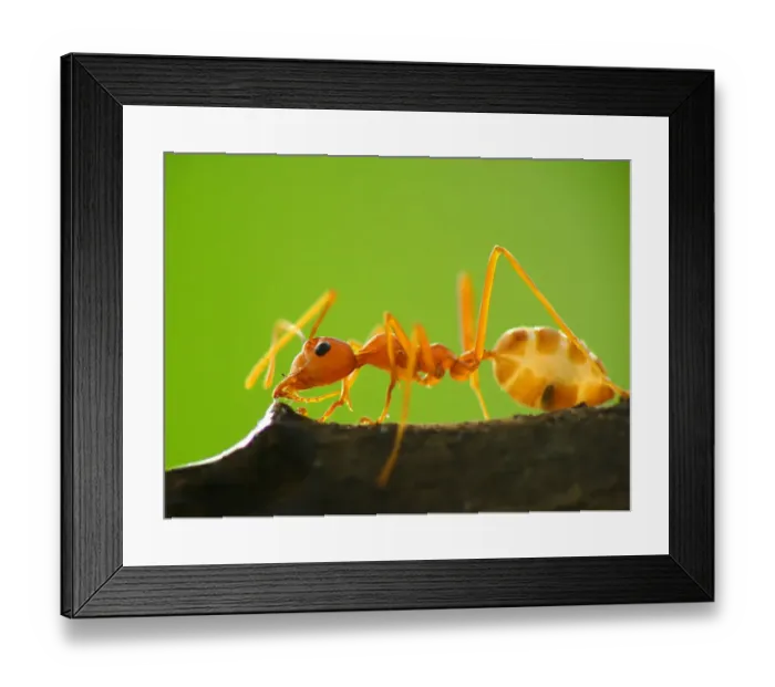 Framed Print : Oecophylla smaragdina Framed Print : Oecophylla smaragdina
