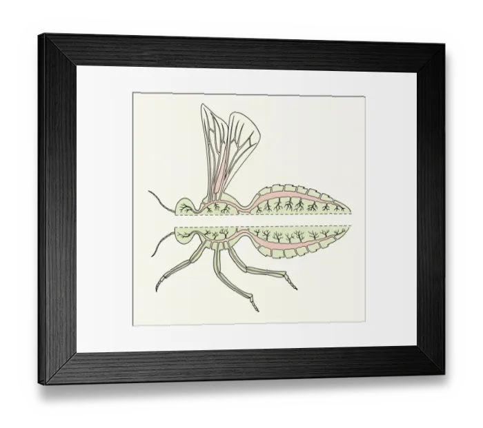 Framed Print : Dorling Kindersley Collection Framed Print : Dorling Kindersley Collection