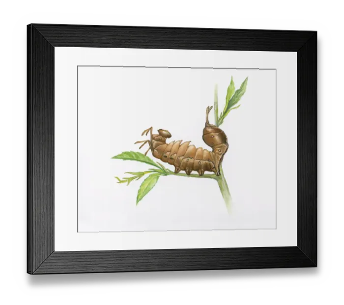 Framed Print : Dorling Kindersley Collection Framed Print : Dorling Kindersley Collection
