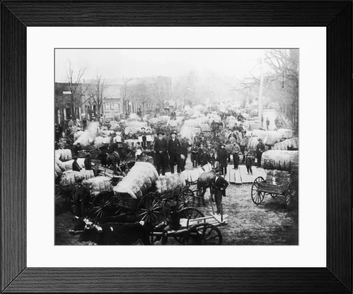 Framed Print : Farmer With Cotton Framed Print : Farmer With Cotton