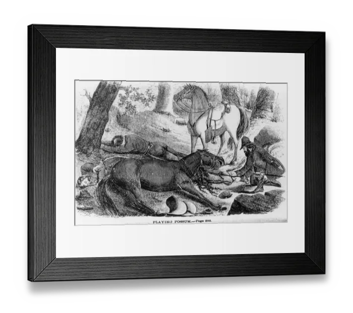 Framed Print : Playing Possum Framed Print : Playing Possum