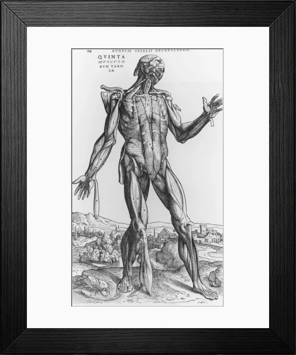 Framed Print : Anatomy. An Engraving of the Human Anatomy circa 1543. (Photo by Fotosearch / Getty Images) Framed Print : Anatomy. An Engraving of the Human Anatomy circa 1543. (Photo by Fotosearch / Getty Images)