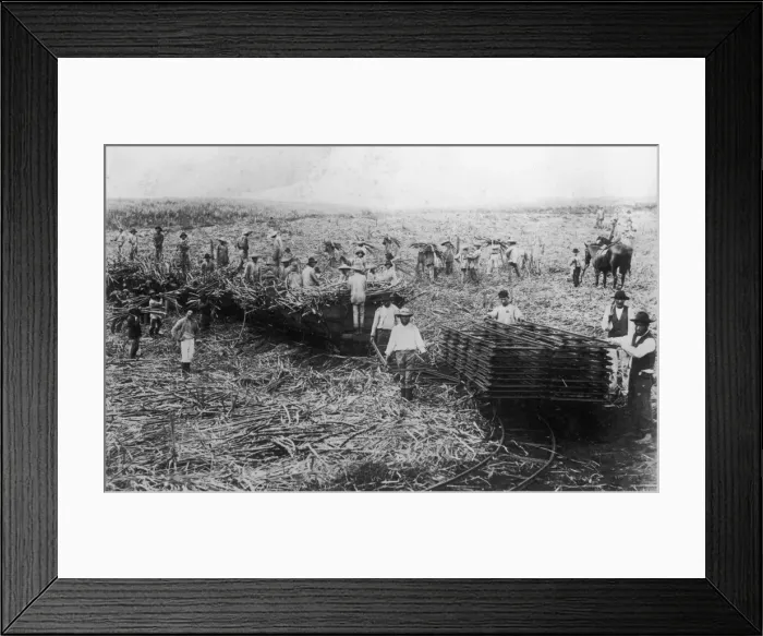 Framed Print : Kilauea Plantation Framed Print : Kilauea Plantation