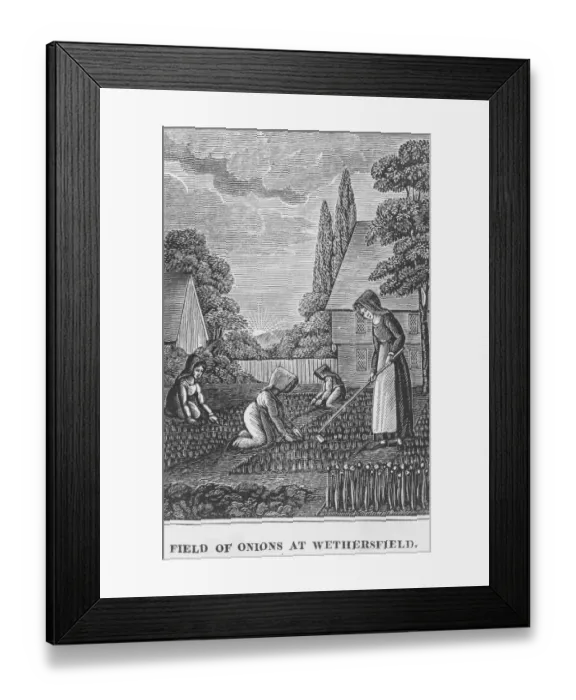 Framed Print : Field of Onions Framed Print : Field of Onions