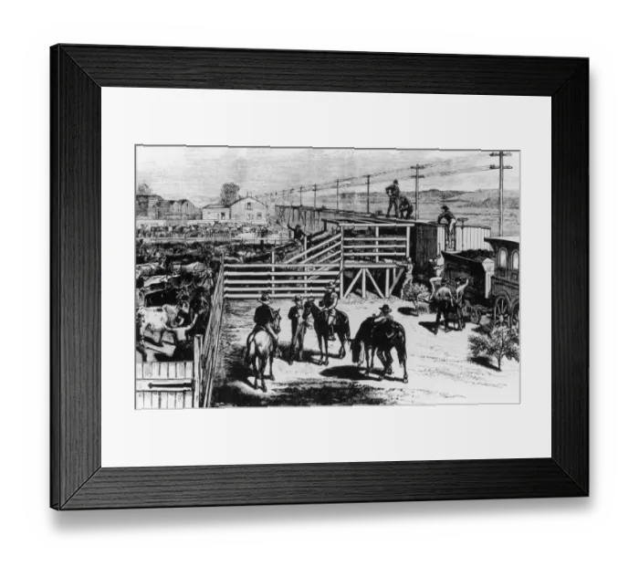 Framed Print : Cattle-Loading Framed Print : Cattle-Loading