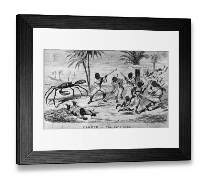 Framed Print : The Land Crab Framed Print : The Land Crab