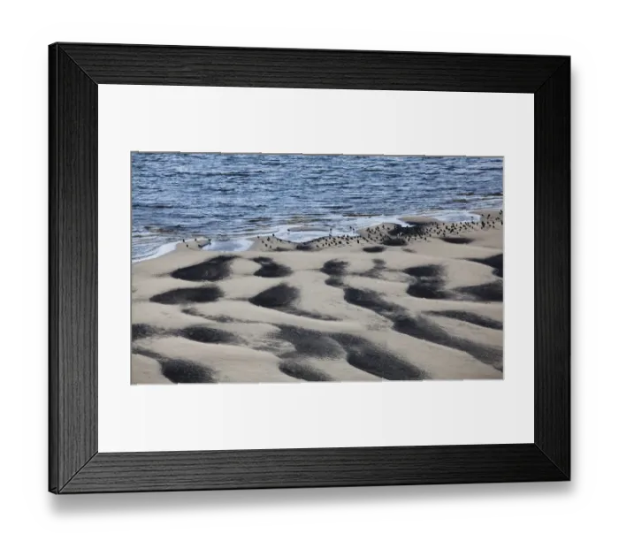 Framed Print : animals, beach, bird, borth y gest, calm, color image, day, high angle view, horizontal Framed Print : animals, beach, bird, borth y gest, calm, color image, day, high angle view, horizontal