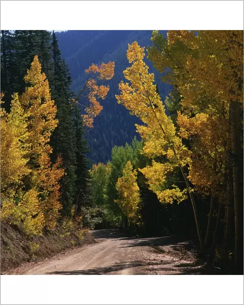 Autumn, Colorado, Day, Nature, Nobody, Path, Peacefulness, Quiet, Season, Seasonal