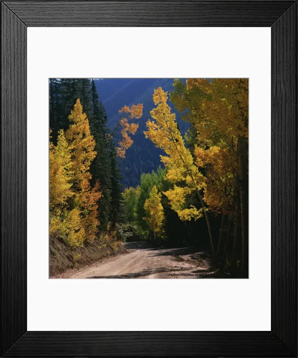 Framed Print : Autumn, Colorado, Day, Nature, Nobody, Path, Peacefulness, Quiet, Season, Seasonal Framed Print : Autumn, Colorado, Day, Nature, Nobody, Path, Peacefulness, Quiet, Season, Seasonal