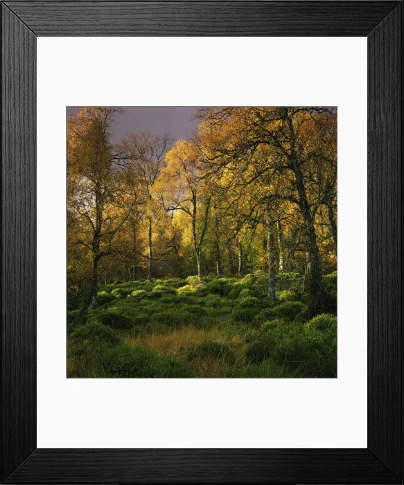 Framed Print : Autumn, Day, Forest, Landscape & Scenics, Nature, Nobody, Peacefulness, Quiet, Season Framed Print : Autumn, Day, Forest, Landscape & Scenics, Nature, Nobody, Peacefulness, Quiet, Season