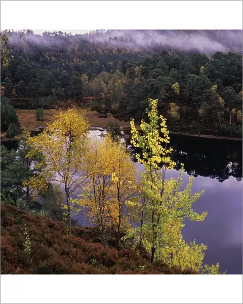 Autumn, Day, Forest, Landscape & Scenics, Nature, Nobody, Peacefulness, Pond, Quiet