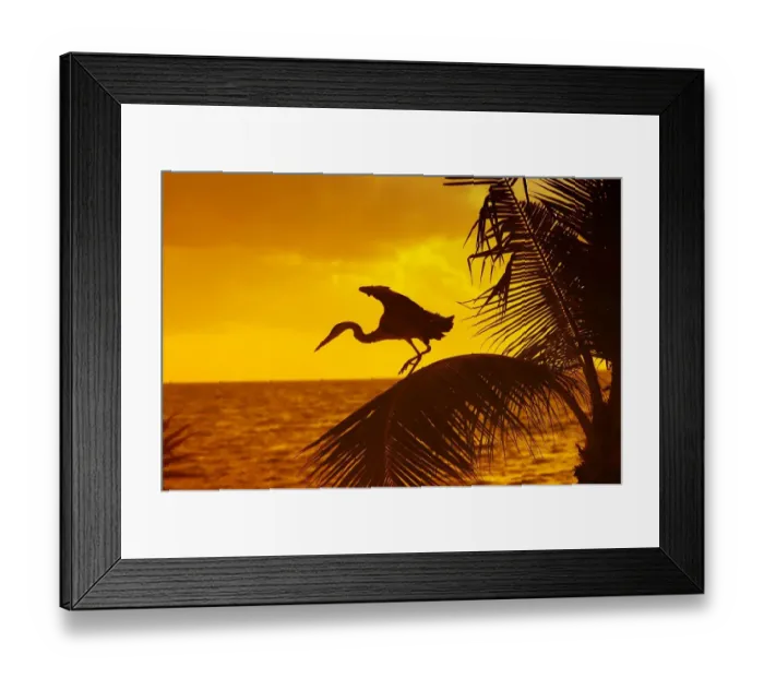 Framed Print : animal, asia, bird, dawn, dusk, evening, heron, indian ocean, maldives, morning, nobody Framed Print : animal, asia, bird, dawn, dusk, evening, heron, indian ocean, maldives, morning, nobody