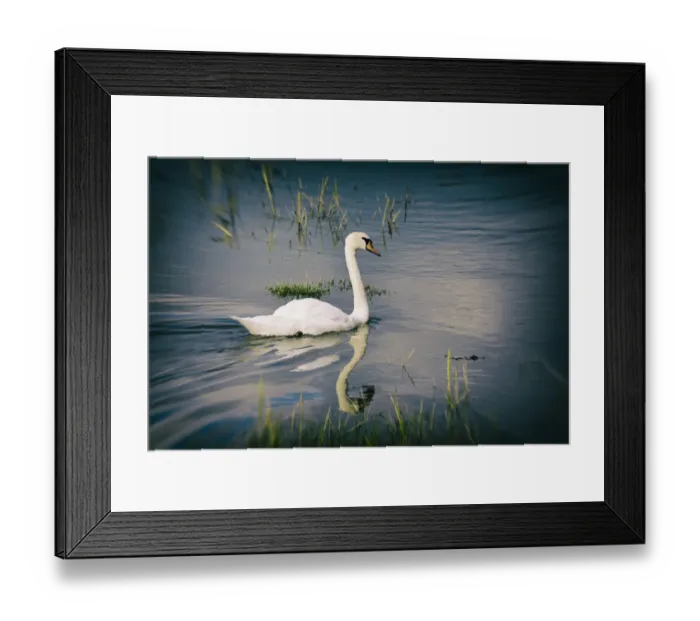 Framed Print : side view: CB2, wildlife: CB2, daytime: CB2, outdoors: CB2, reflection: CB2, one animal: CB2 Framed Print : side view: CB2, wildlife: CB2, daytime: CB2, outdoors: CB2, reflection: CB2, one animal: CB2