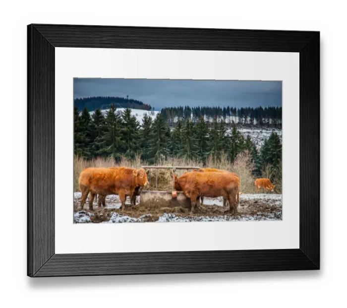 Framed Print : Cattle. Brown cattle on snow-capped hills in Winterberg, Sauerland, Germany Framed Print : Cattle. Brown cattle on snow-capped hills in Winterberg, Sauerland, Germany