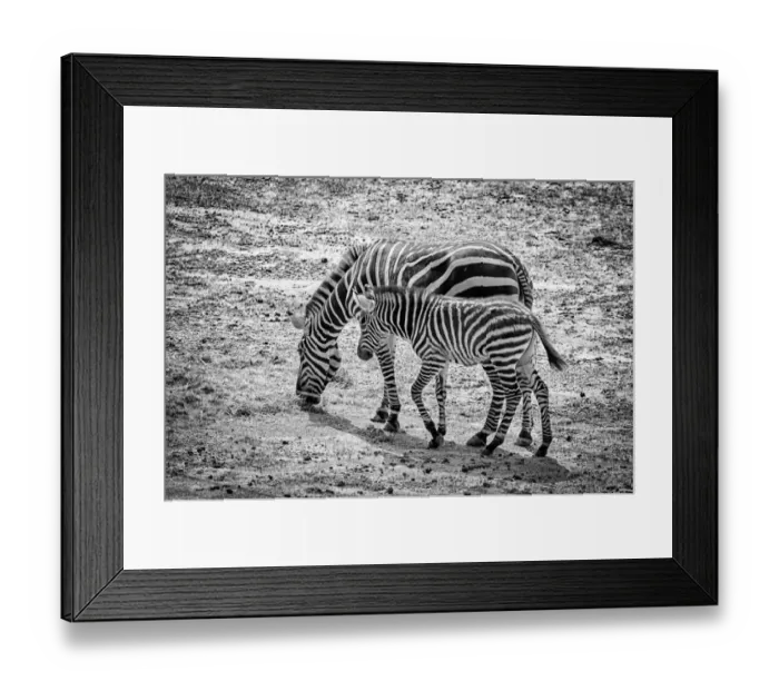 Framed Print : Two Zebra. Zebra with her offspring in black and white Framed Print : Two Zebra. Zebra with her offspring in black and white