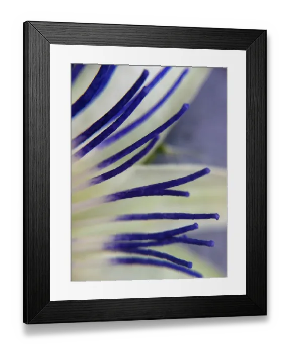 Framed Print : Lily. Close up of lily Framed Print : Lily. Close up of lily