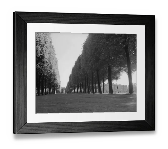Framed Print : Line Of Trees