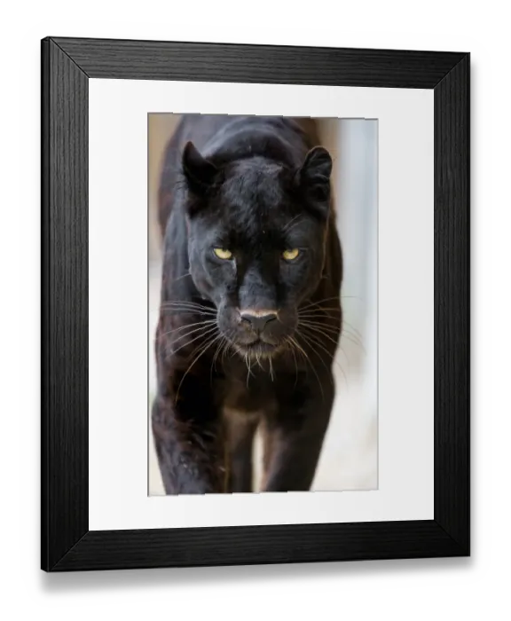 Framed Print : Approaching black leopard Framed Print : Approaching black leopard