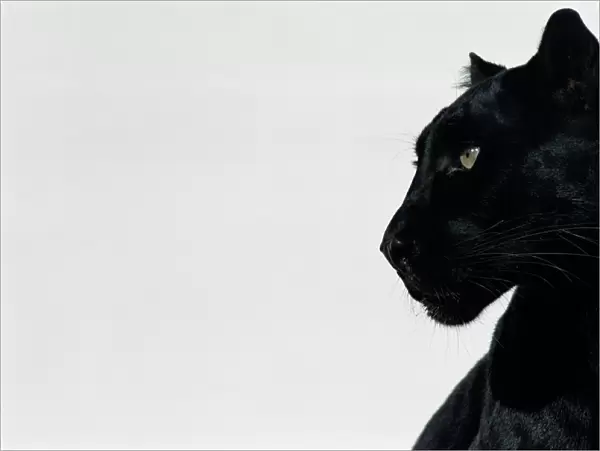Black panther (Panthera pardus), profile
