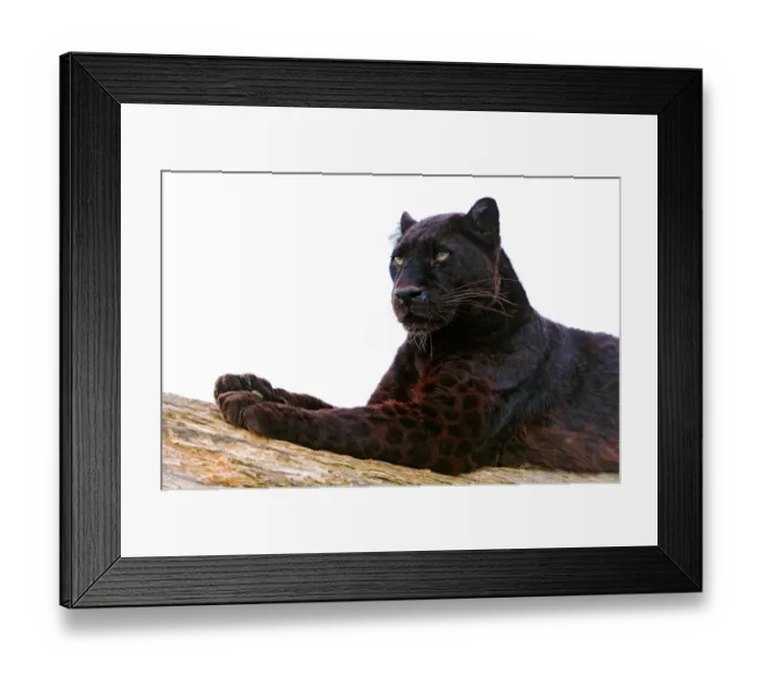 Framed Print : Black leopard Framed Print : Black leopard