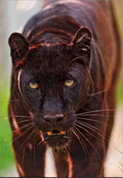 Male black panther walking
