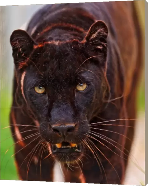 Male black panther walking