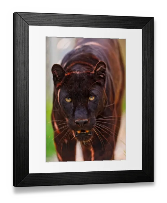 Framed Print : Male black panther walking Framed Print : Male black panther walking