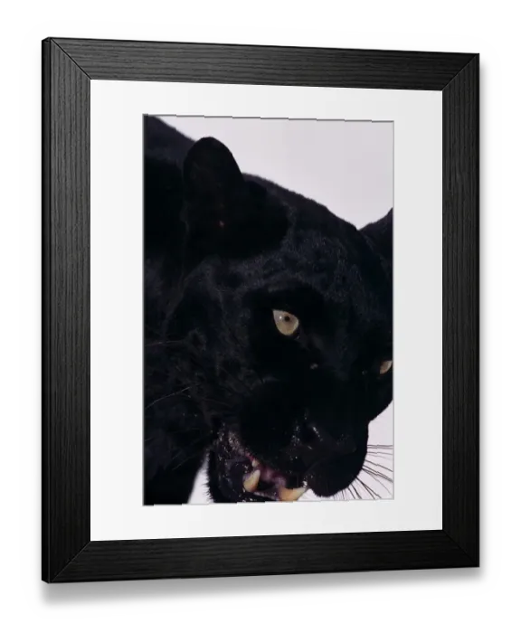 Framed Print : Black panther (Panthera pardus), close-up Framed Print : Black panther (Panthera pardus), close-up