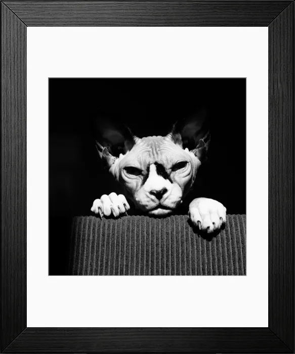 Framed Print : Hey There. Sphynx cat on the lookout Framed Print : Hey There. Sphynx cat on the lookout