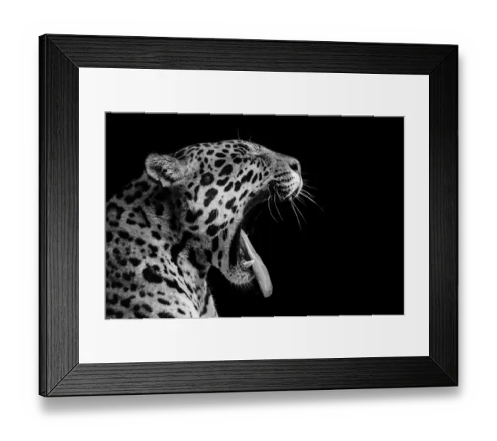 Framed Print : Jaguar Black and White Side Profile Yawning