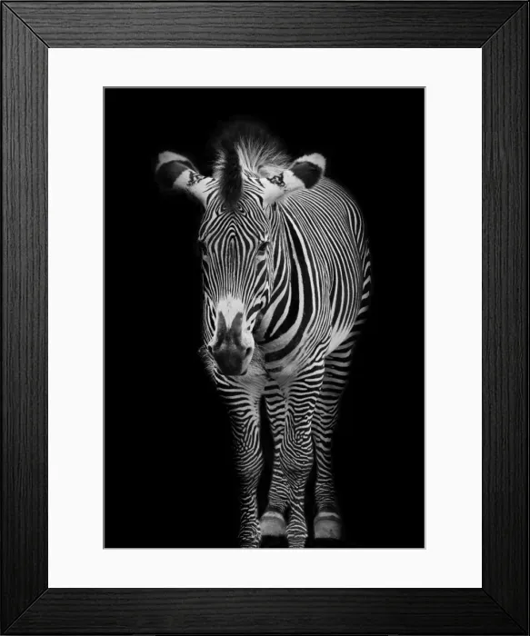 Framed Print : Grevys zebra (Equus grevyi) Framed Print : Grevys zebra (Equus grevyi)