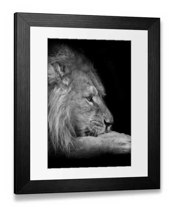 Framed Print : Asiatic lion (Panthera leo persica) Framed Print : Asiatic lion (Panthera leo persica)